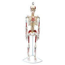 Hanging Human Skeleton Model FRT007 - 85cm with Muscle Painted Teaching Resource