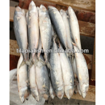 good quality frozen mackerel for exporting
