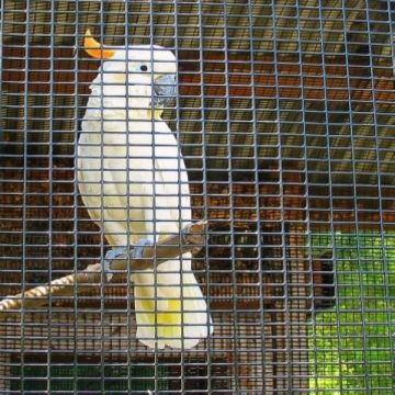 Bird cages for parrots