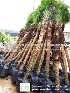 phoenix roebelenii date palm