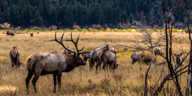 Elk-Rut-Rocky-Mountain-National-Park-Estes-Park-1280x640-650x325