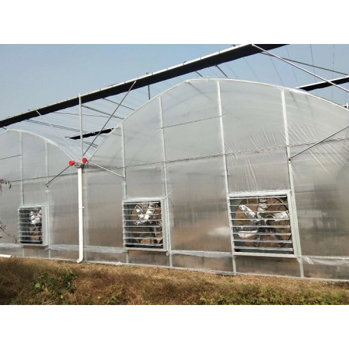 Polytunnel greenhouses growing vegetables