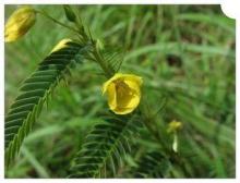 Nomame Semaherb Extract with 8%flavanols Chinese Herbal Ext