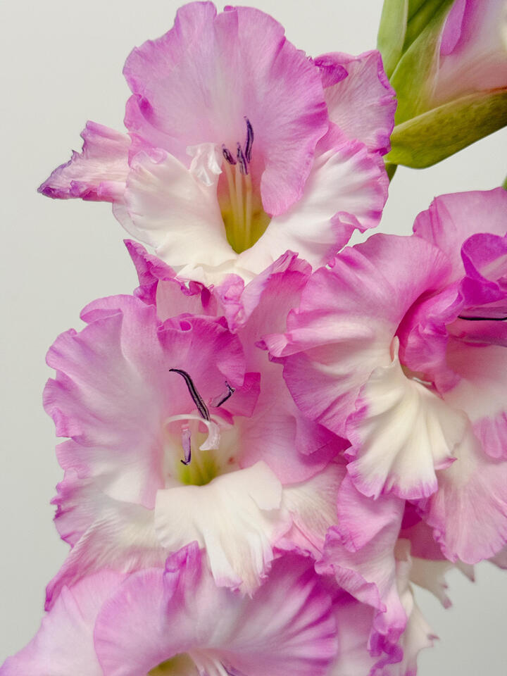 জুলিয়েট গ্ল্যাডিওলাস Juliet Gladiolus