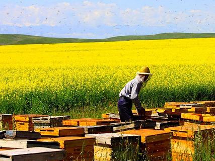 beekeeping (4) beekeeping (4)