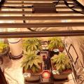 LED agricoltura idroponica indoor CREVIRE LUCE