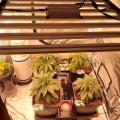 640W LED Grow Light Reemplazo Gavita Pro 1700E