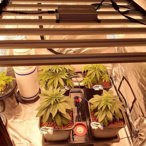 Innenhydroponic Farming LED wachsen Licht