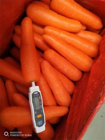 Good Quality Fresh Carrot 2019