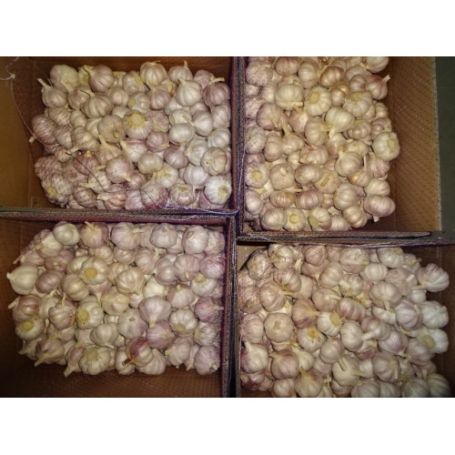 2019 Fresh Normal White Garlic Best Quality