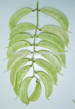 High yield lentil seeds For growing-Zao Bian No.2