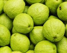 Nice and Fresh Fruit Guava