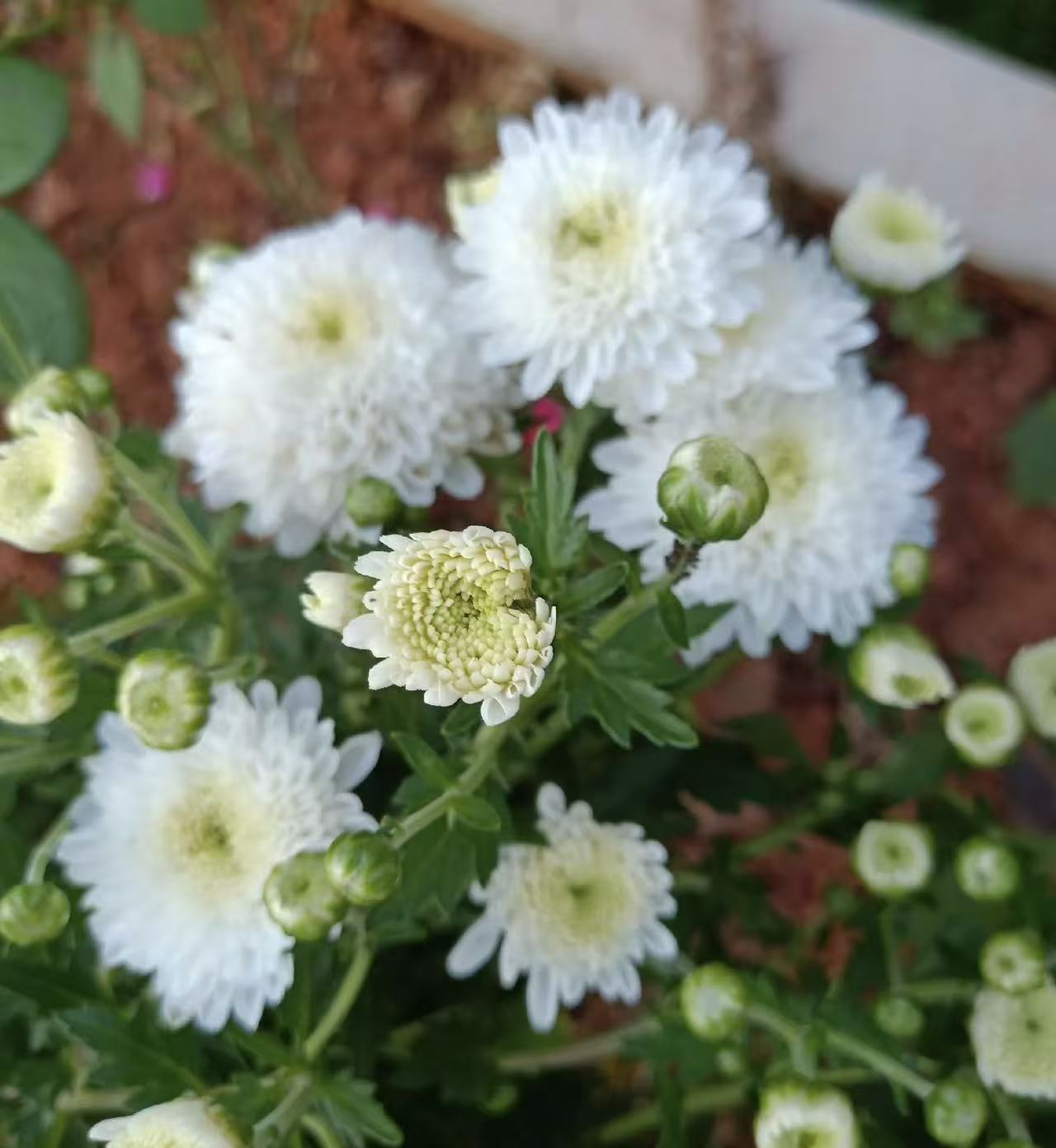 লণ্ঠন স্প্রে সাদা chrysanthemum Lantern spray white chrysanthemum