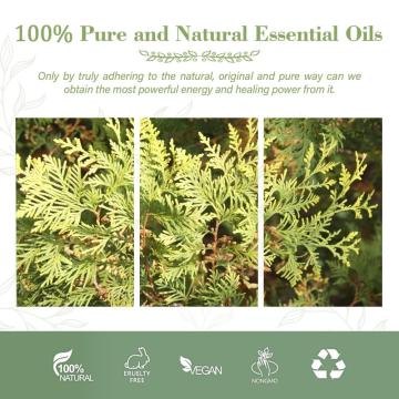 OEM ODM Bulla al por mayor 100% Pure Hinoki Cypress esencial de hinoki Oil