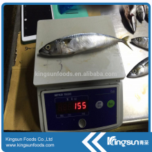 High sale seafood frozen pacific mackerel