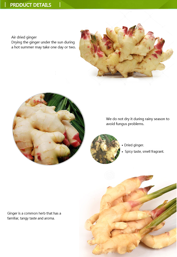 Different specification Chinese cheap price fresh ginger