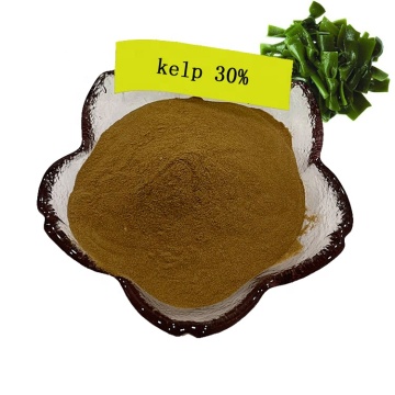 factory supply pure natural kelp extract 30% kelp polysaccharides/kombu polysaccharides powder