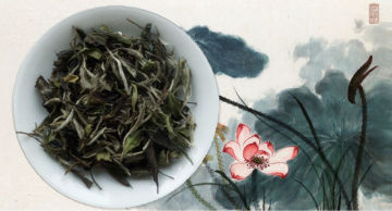 China White Peony Tea