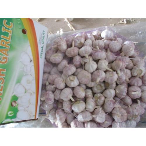 Normal White Garlic New Crop 2020