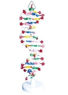 DNA structural model (1 component)