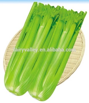 Hybrid high yield celery seeds for growing-Oliter