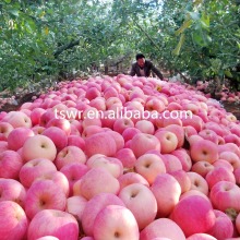 bulk fresh and red huaniu apple in stock