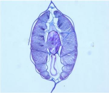 High quality zoology slides ,high quality animal slides
Zoology slides , animal slides 