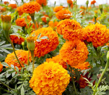 Marigold Fower Extract Natural Marigold Extract Bulk Organic