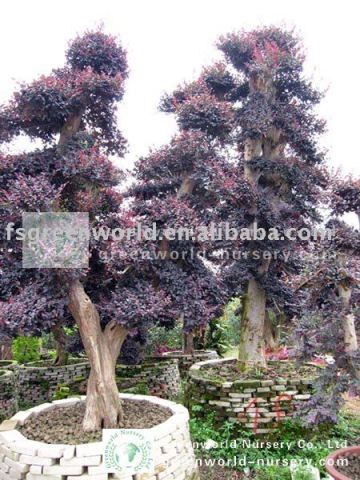 loropetalum Chinensis flowering bonsai trees