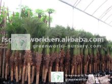 phoenix roebelenii one meter trunk height