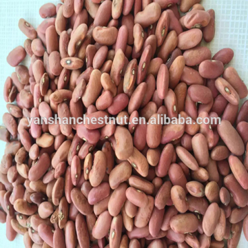 top quality Red Kidney Beans small red kidney beans for sale