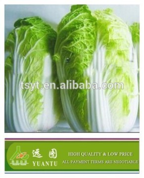 Chinese Cabbage 2015