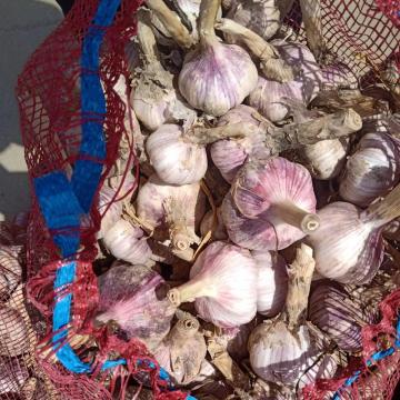 Normale witte knoflook nieuwe bijsnijden paarse huid