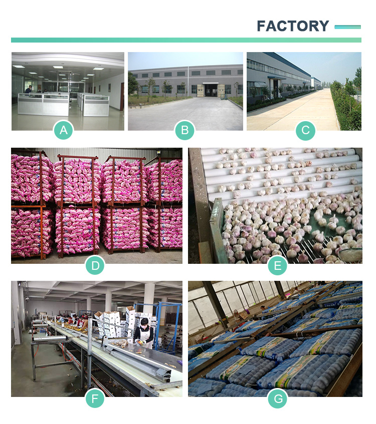 China Fresh Normal White Garlic Supplier For Paraguay