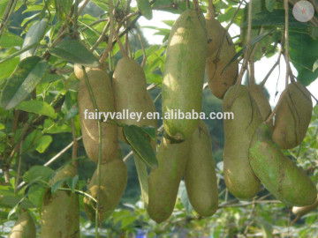 2015 Rare Fruit Tree Holboellio Latifolia Wall Seeds For Cultivation Become Rich Fruits
