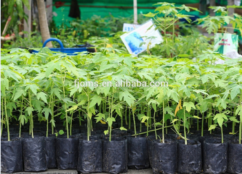 PE Agriculture Perforated Black Plastic Grow bag for Greenhouse