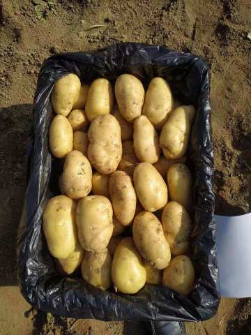 Fresh Potato New Crop