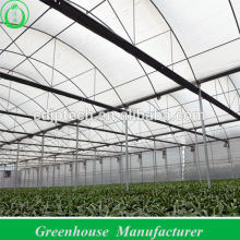 Multi-span Greenhouses for Strawberries