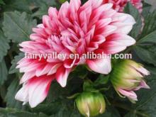 garden seed flower seed all dahlia seeds types varieties for growing
