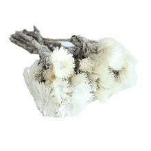 Hot Sale Attractive Dried Daisies and Preserved Flowers for Home or Wedding Decoration