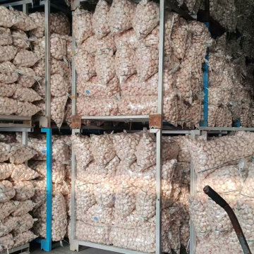 Garlic Powder for Seasoning and Preserving Food