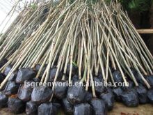 Cassia fistula landscaping project trees