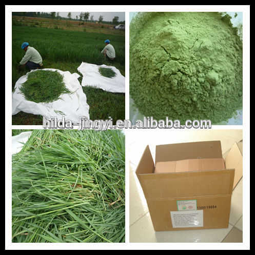 2015 Organic barley grass powder(hordeum vulgare)