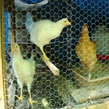 Durable Pet Fence for Secure Outdoor Living