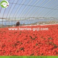 ขายส่งผลไม้ซัพพลายโรงงานพิเศษ Goji Berry