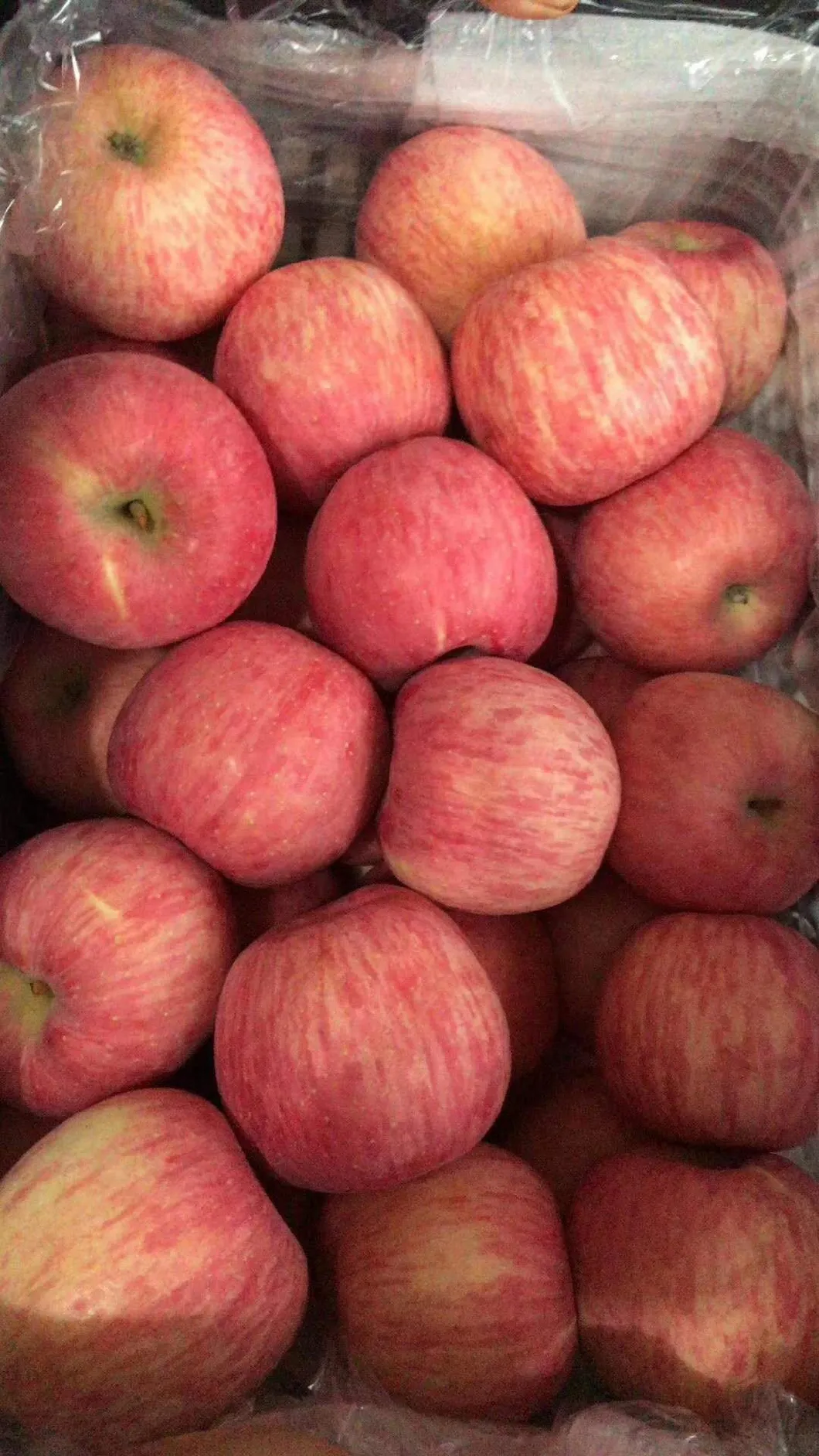 Hot Sale New Crop Fresh FUJI Apple From China High Quality