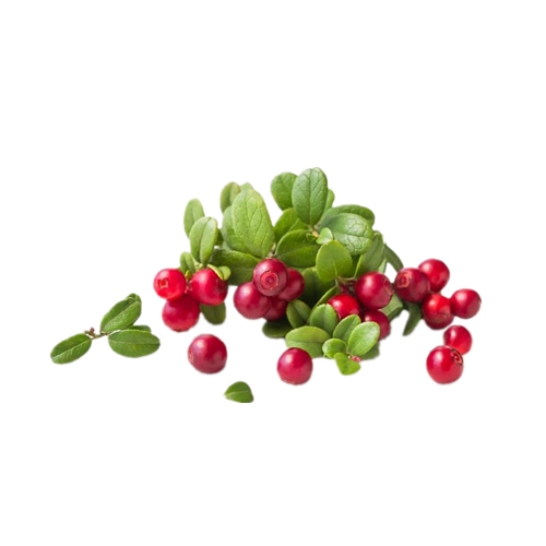 Bearberry निकालने पाउडर कॉस्मेटिक ग्रेड