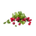 Bearberry निकालने पाउडर कॉस्मेटिक ग्रेड