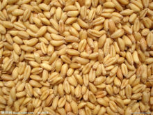 factory high protein wheat gluten