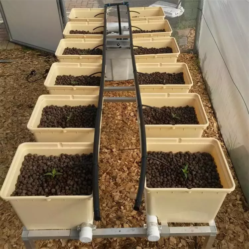 Complete Bato Buckets System For Planting Tomato